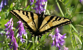 swallowtail